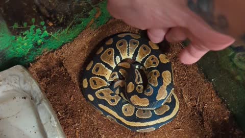 Samara Morrigan Royal Ball Python Hissed At Me