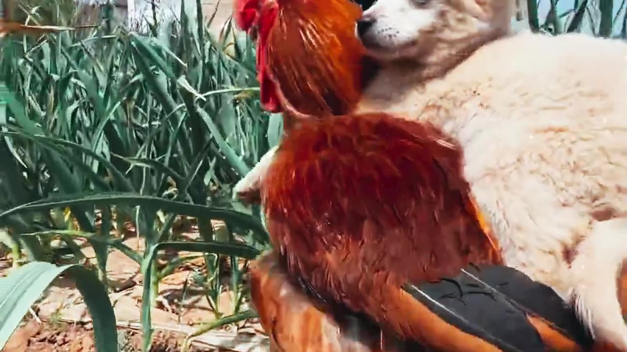 Dog riding his beloved rooster # pet # dog