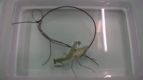 Alien Creature Emerges From Praying Mantis