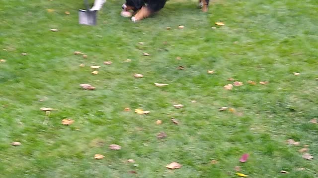 Puppies playing