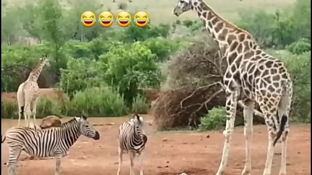 Zebra vs Giraffe