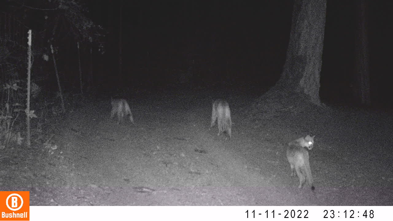 Mountain Lion Mama with Cubs