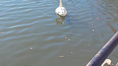 Swans kissena