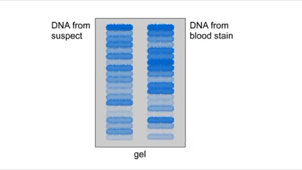 DNA verification. DNA identification