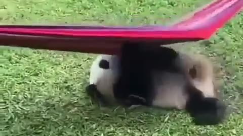 Pandas failed Tan