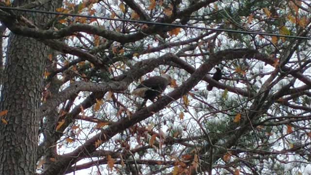 The Bird That Is The Bald Eagle