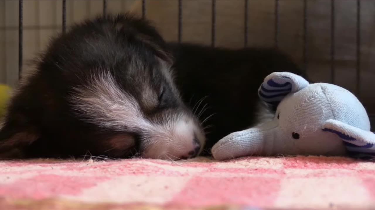 Cute puppy sleeping🐶🧸💛