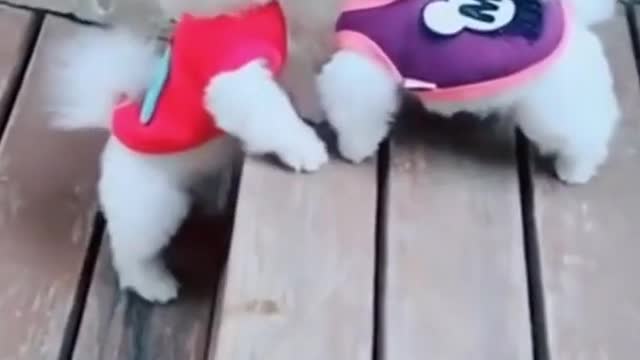 Cute puppies kiss on a date