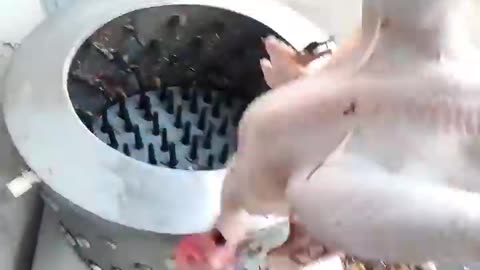 Auto chicken clean