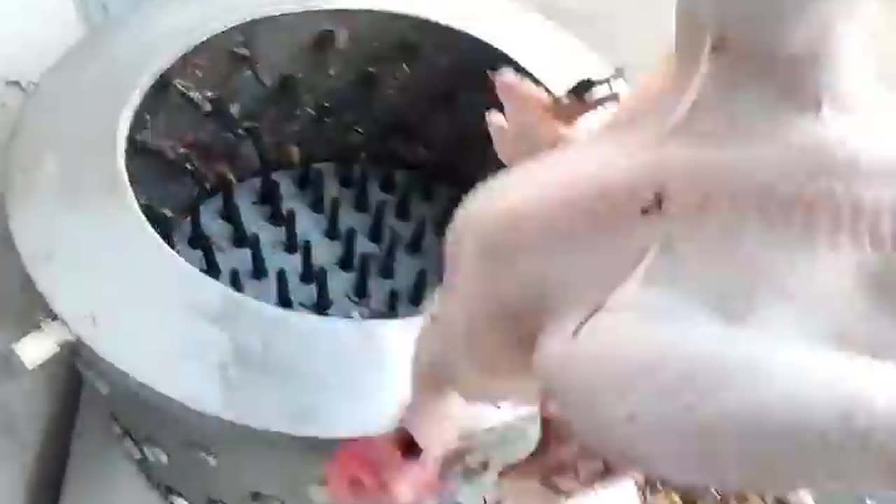 Auto chicken clean