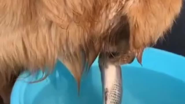 Cute dog save a fish 🐠🐠🐠🐕