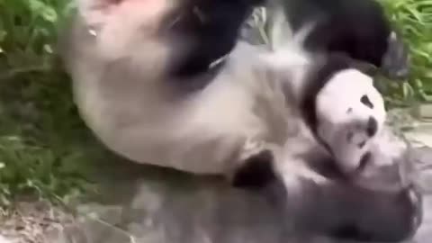 when animals are so funny you wet your pants-short-cute cat