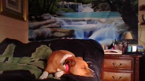 The Sheep Versus the Goat