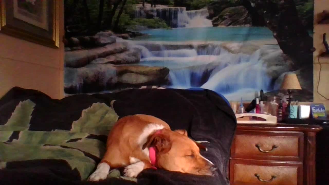 The Sheep Versus the Goat