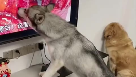 Funny cat and dog video