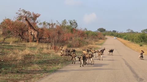 Wild Dogs & Giraffes in forest