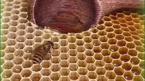 Honey extraction oddly satisfying video #5