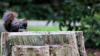 Squirrel on Tree Trunk squirrel stripping bark off the tree