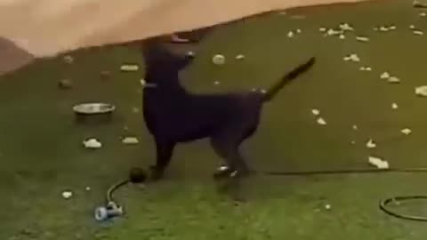 Funny animals