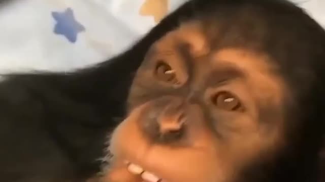 Happy monkey