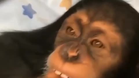 Happy monkey