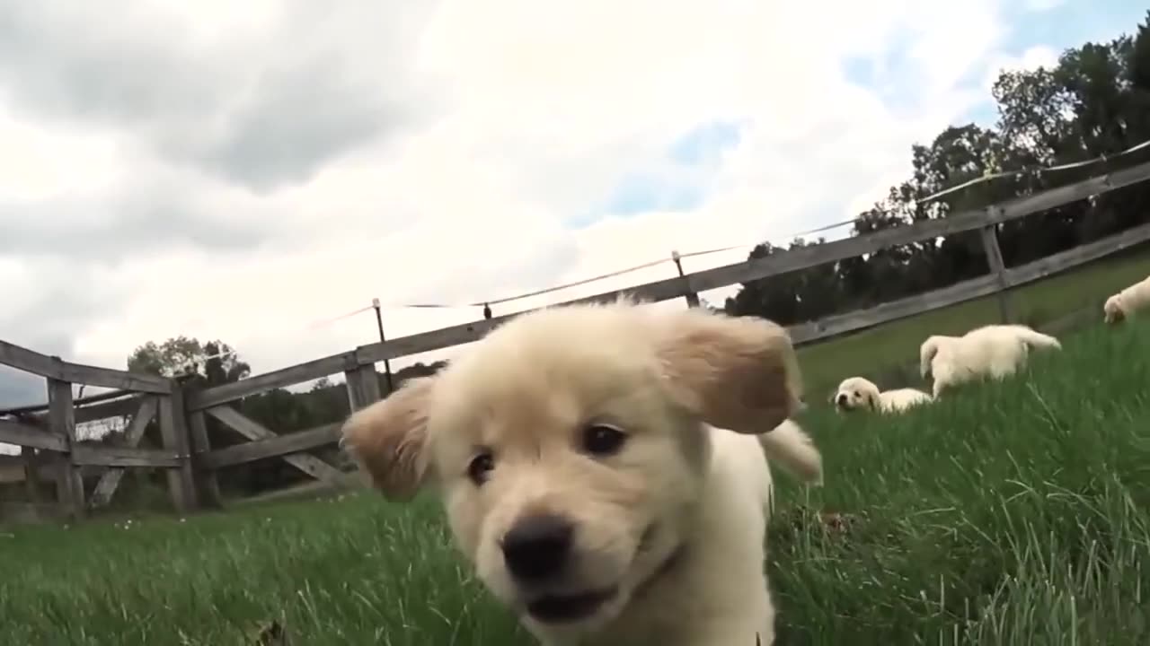 CLUMSY Puppies Running At You IN SLOW MOTION!