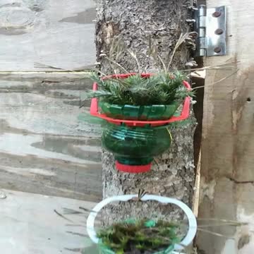 Vase made from a pet bottle