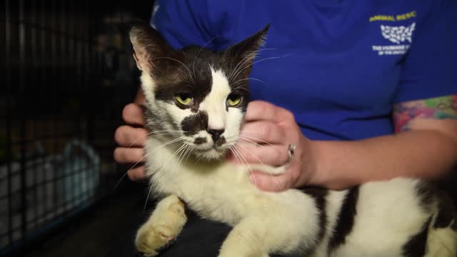 Oliver can't stop purring after being rescued