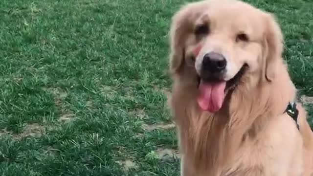 Funny Dog Videos | Funny Animals | Dog Playing With Baby | Emotional Dog Video | #dog #dogs #shorts