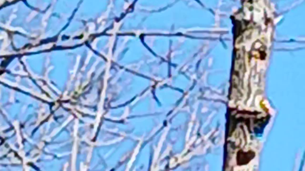 Red tail Hawk
