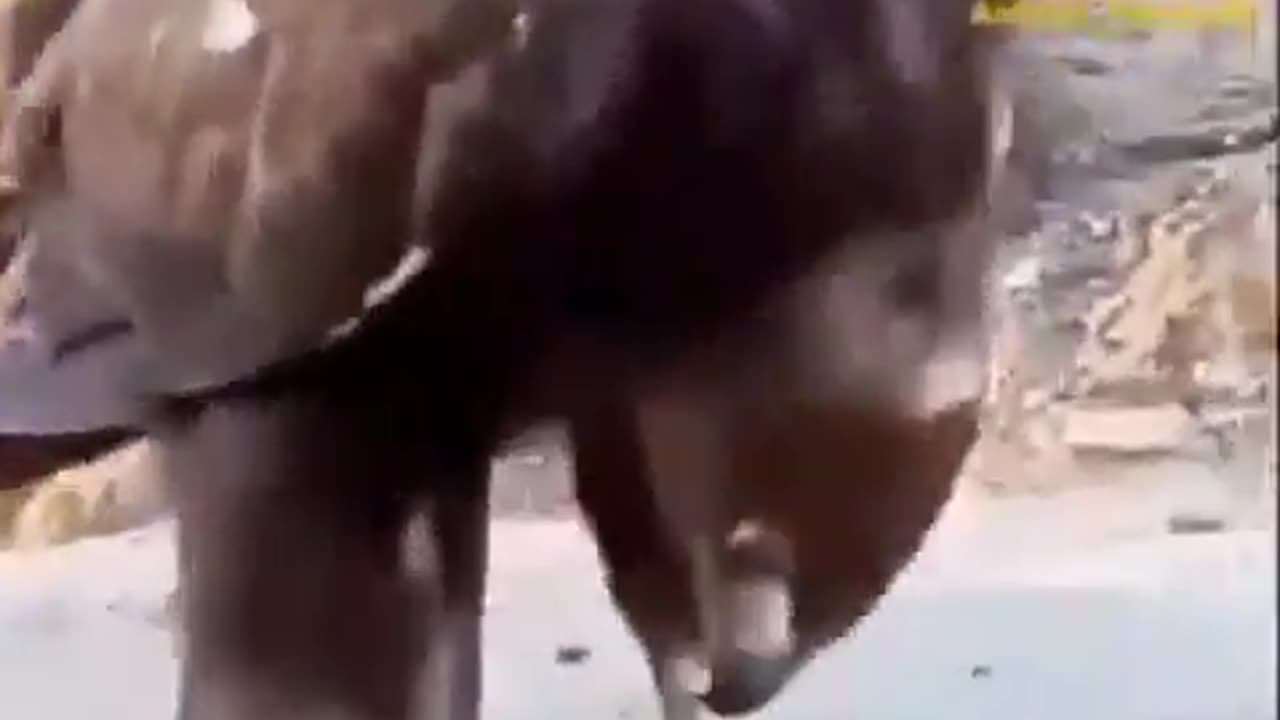 Falcon Grubbing Out