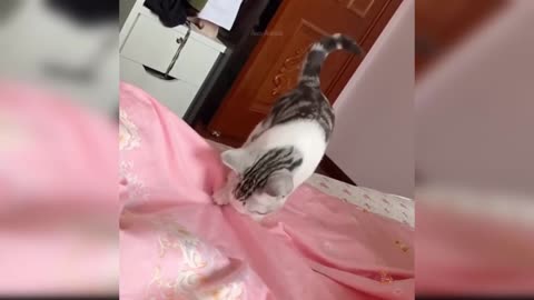 CUTE CATS, FUNNY MOMENT