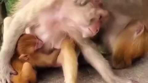 Animals Funny Video