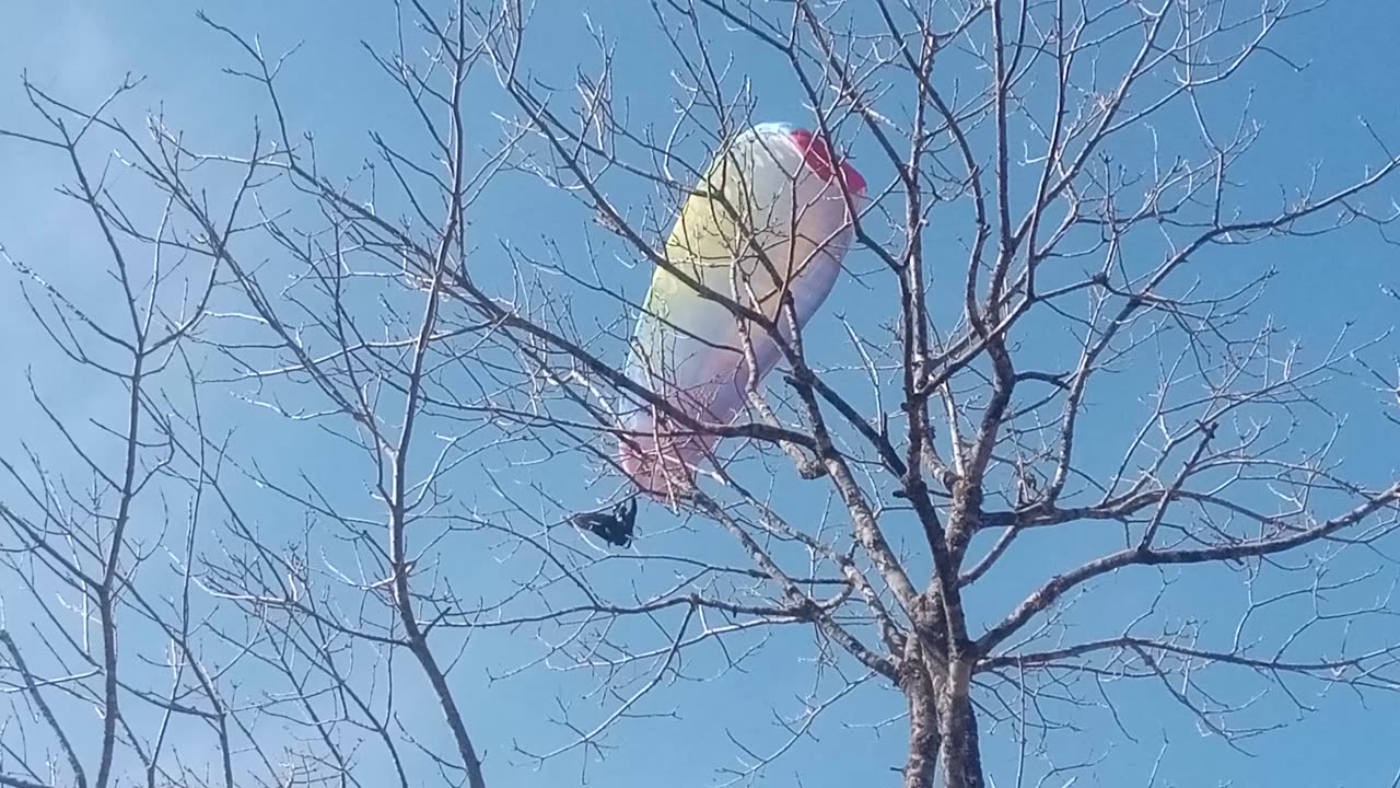 PARAGLIDING ON CHANDRAGURI |NEPAL