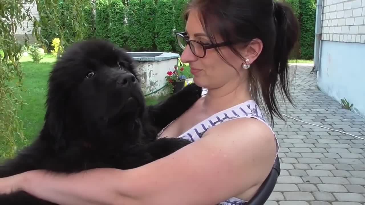 Massive Newfoundland Thinks He's A Tiny Lap Dog