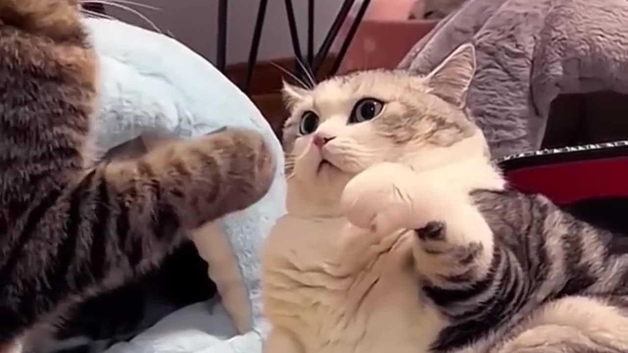 Viral video of the day (cats funny videos)