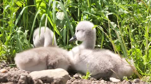 Relaxing Music | Sleeping, Meditation, Stress Relief | [5949] ⭐️