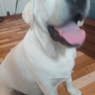 Dog on eating food on home