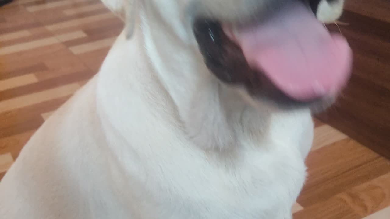 Dog on eating food on home