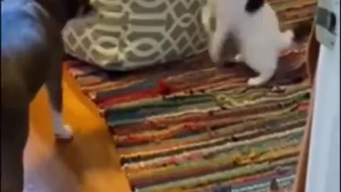 Cat Funny Video