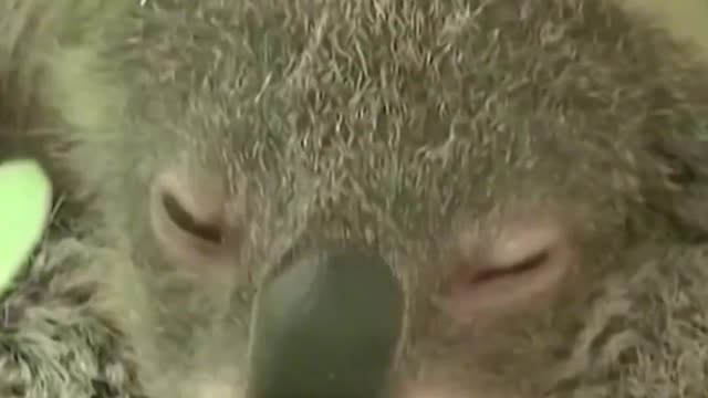Save koalas Many Australian states list koalas as endangered species.