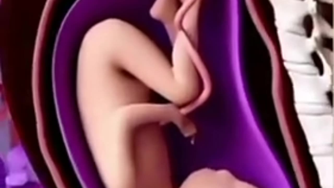 gestação de uma mulher
