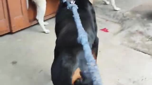 street dog fight