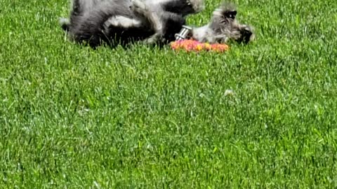 Daisy playing
