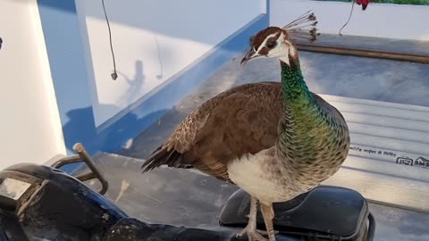 Peacock running motersykel