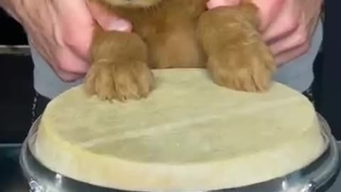 Puppy playing the Drums