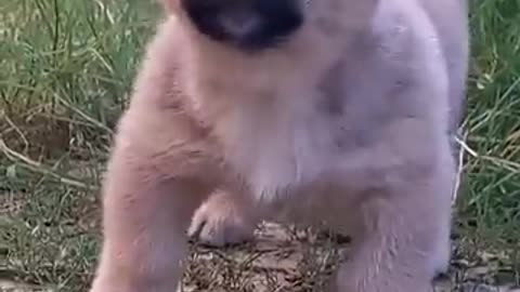 Puppy funny video