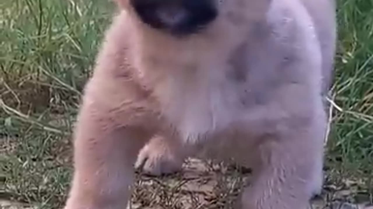 Puppy funny video