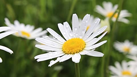 Slowmotion flowers