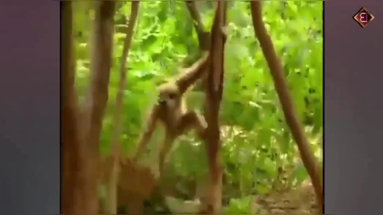 Viral Funny video 🤣🤣 || Monkey afflict Tiger in the Forest